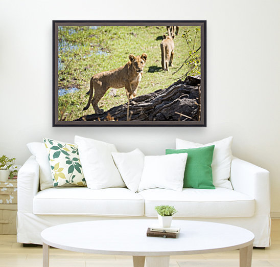 Lion cub 01 Reproduction