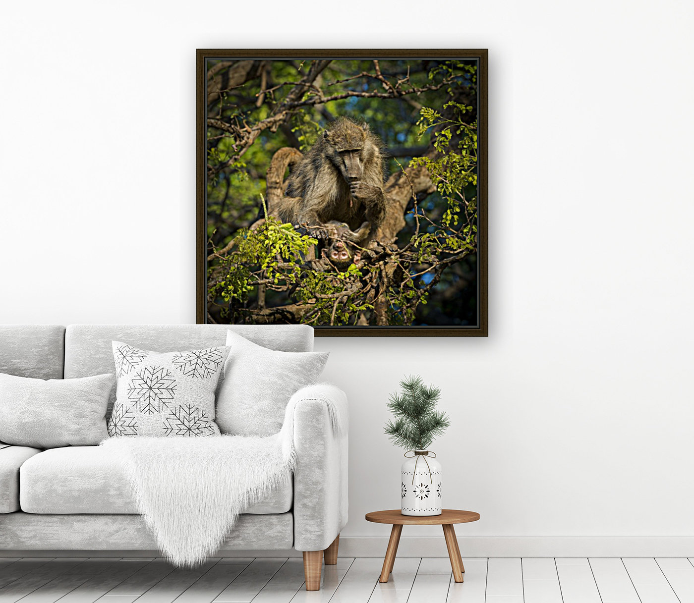baboon 02 Reproduction