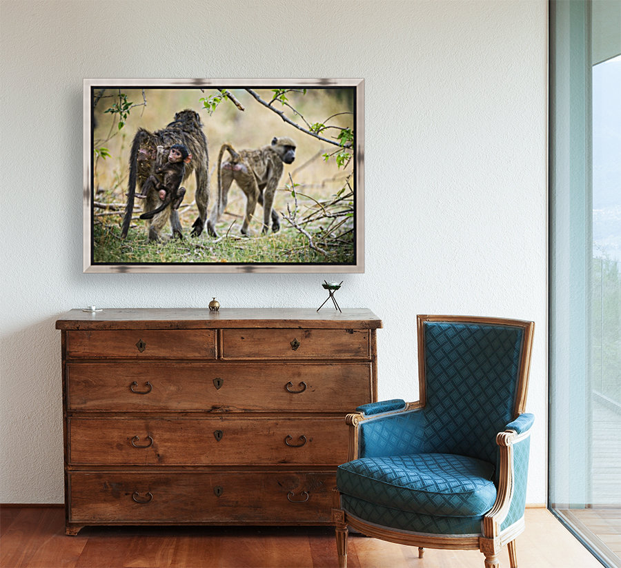 baboon 01 Reproduction