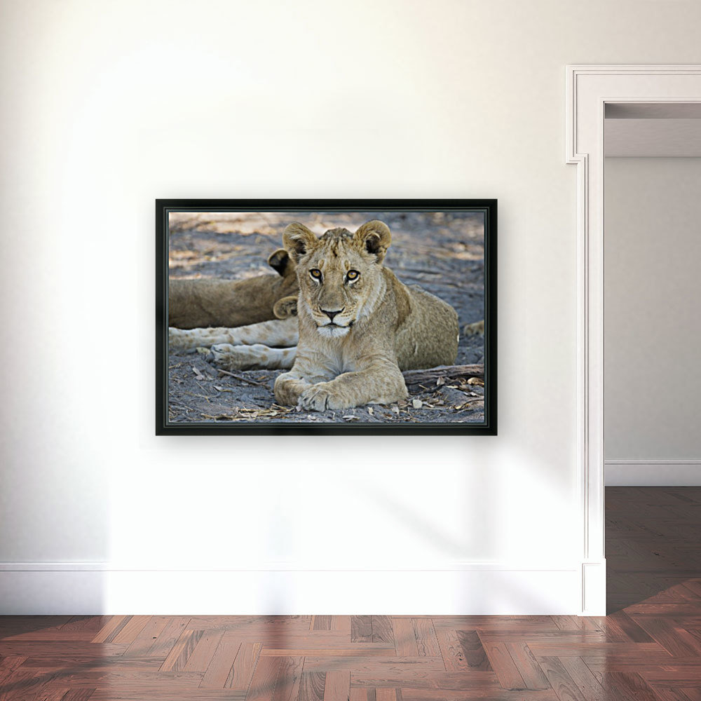 Lion cub 05 Reproduction