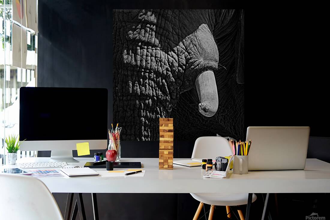 elephant 05 Reproduction