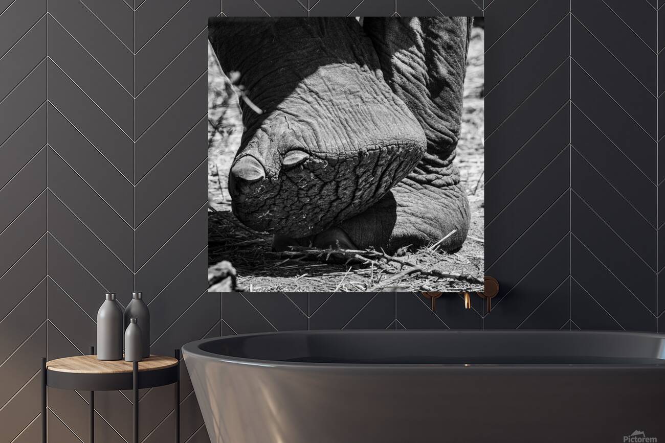 elephant 06 Reproduction