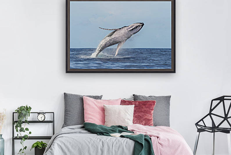 humpback whale 01 Reproduction