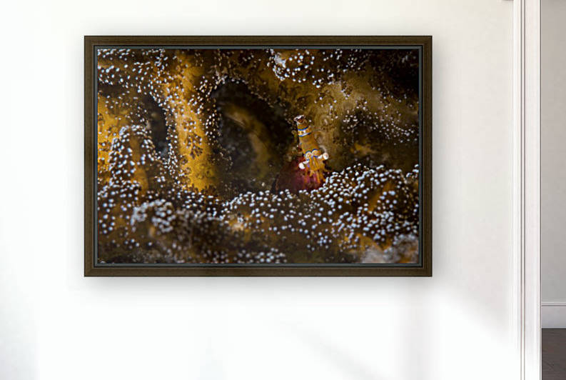 shrimp 01 by Sylvain Girardot