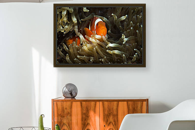 clown fish. 01jpg by Sylvain Girardot