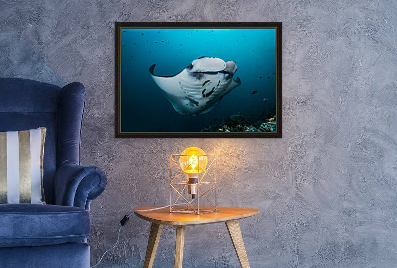 manta ray 02 by Sylvain Girardot