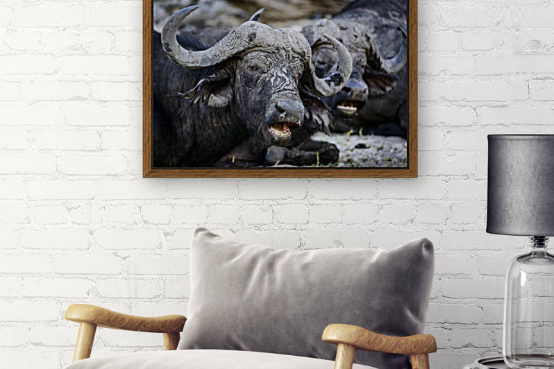 buffalo 02 by Sylvain Girardot