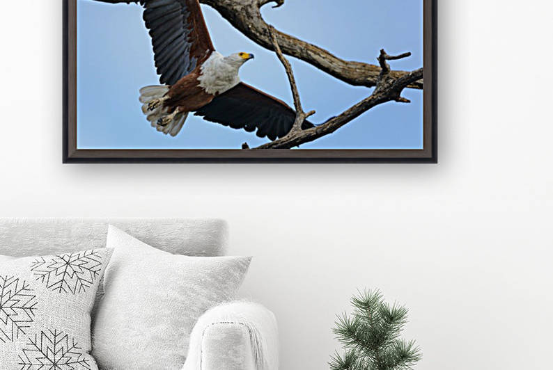 african fish eagle by Sylvain Girardot