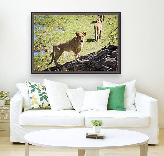 Lion cub 01 by Sylvain Girardot