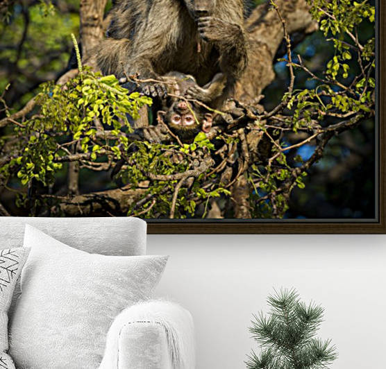 baboon 02 by Sylvain Girardot