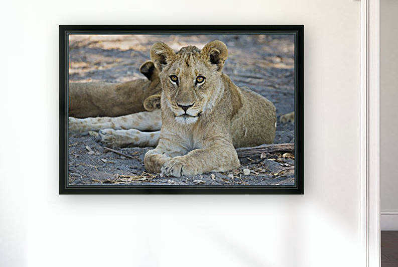 Lion cub 05 by Sylvain Girardot