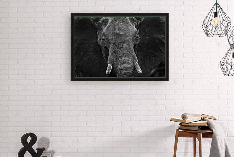 elephant 03 by Sylvain Girardot