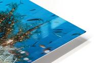 reef 02 HD Metal print