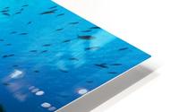 reef 01 HD Metal print