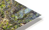 leopard-01 HD Metal print