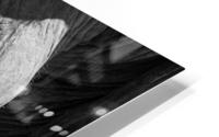 elephant 05 HD Metal print