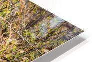 leopard 01 HD Metal print