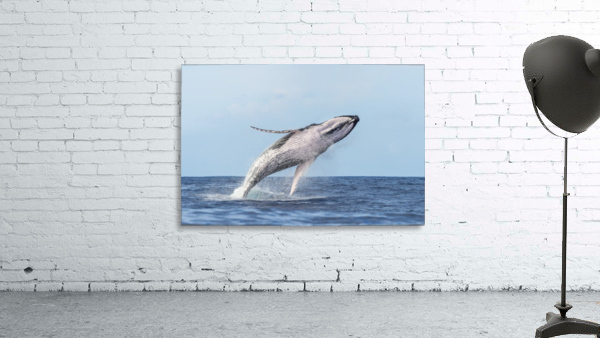 humpback whale 01 Wall Preview