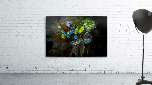 sea squirt Wall Preview