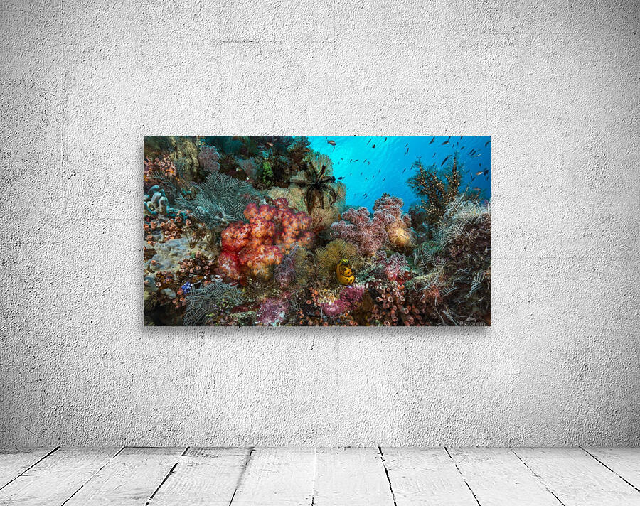 reef 02 Wall Preview