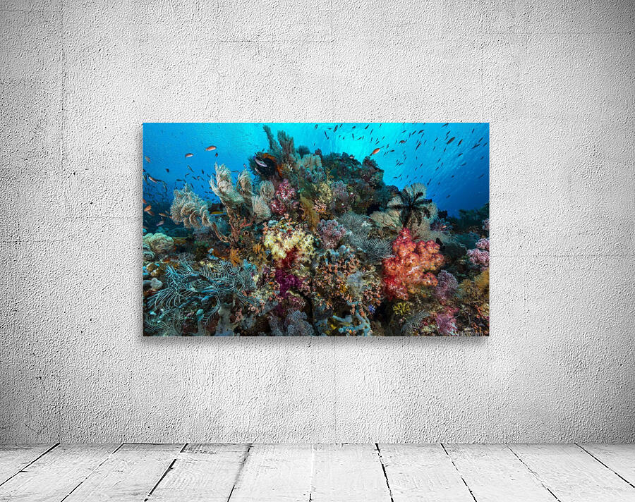 reef 01 Wall Preview
