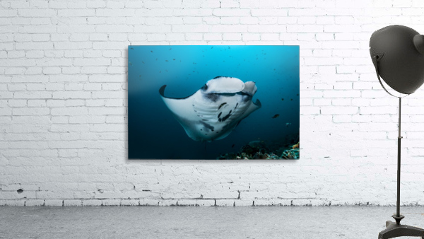 manta ray 02 Wall Preview