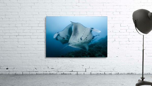 manta ray 01 Wall Preview