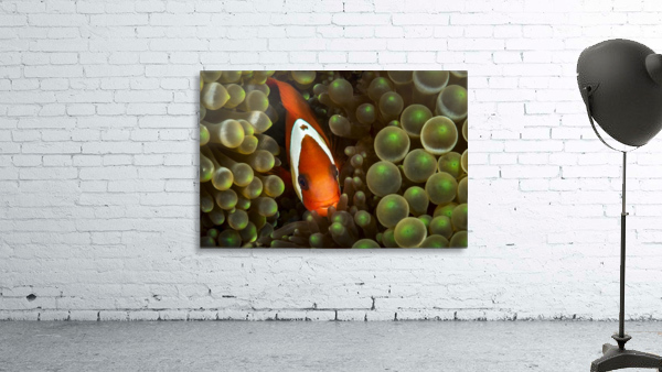 clown fish. 03 Wall Preview