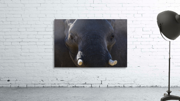 elephant 04 Wall Preview