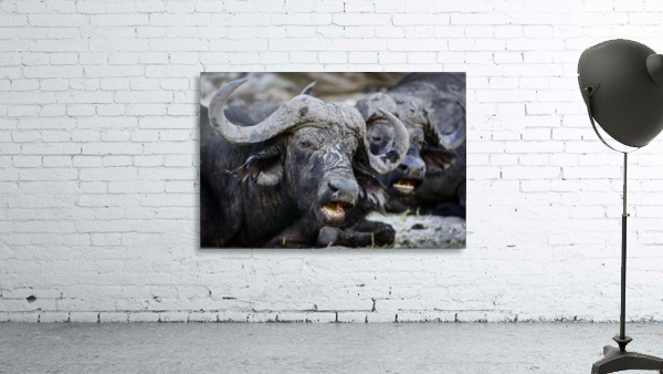 buffalo 02 Wall Preview