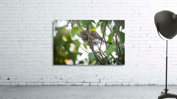 owl 01 Wall Preview