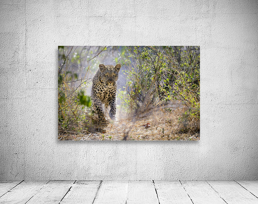 leopard-01 Wall Preview