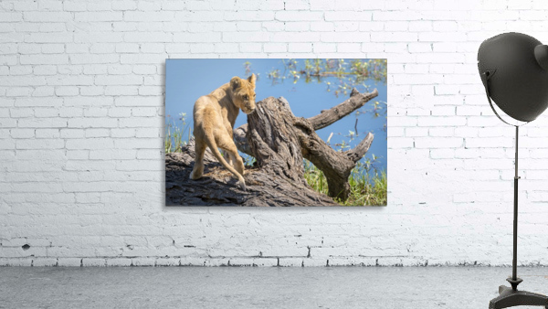 Lion cub 02 Wall Preview