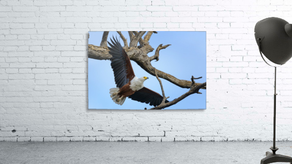 african fish eagle Wall Preview