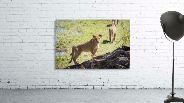Lion cub 01 Wall Preview