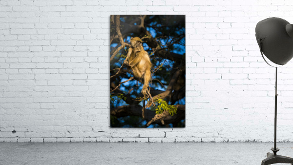 baboon 03 Wall Preview