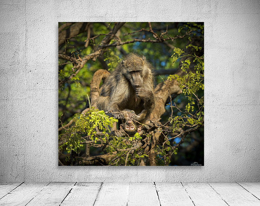 baboon 02 Wall Preview