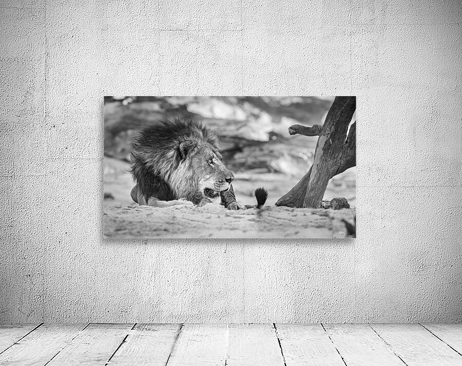 lion 01 Wall Preview