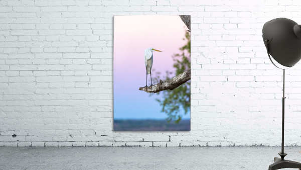 Great egret 01 Wall Preview