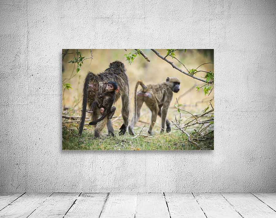 baboon 01 Wall Preview