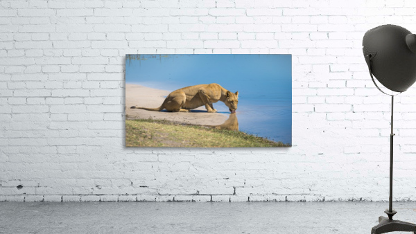 lioness 01 Wall Preview