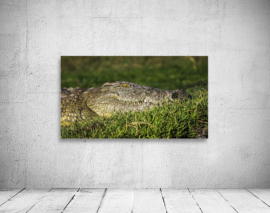 crocodile 01 Wall Preview