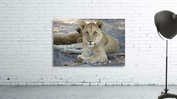 Lion cub 05 Wall Preview