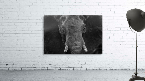 elephant 03 Wall Preview