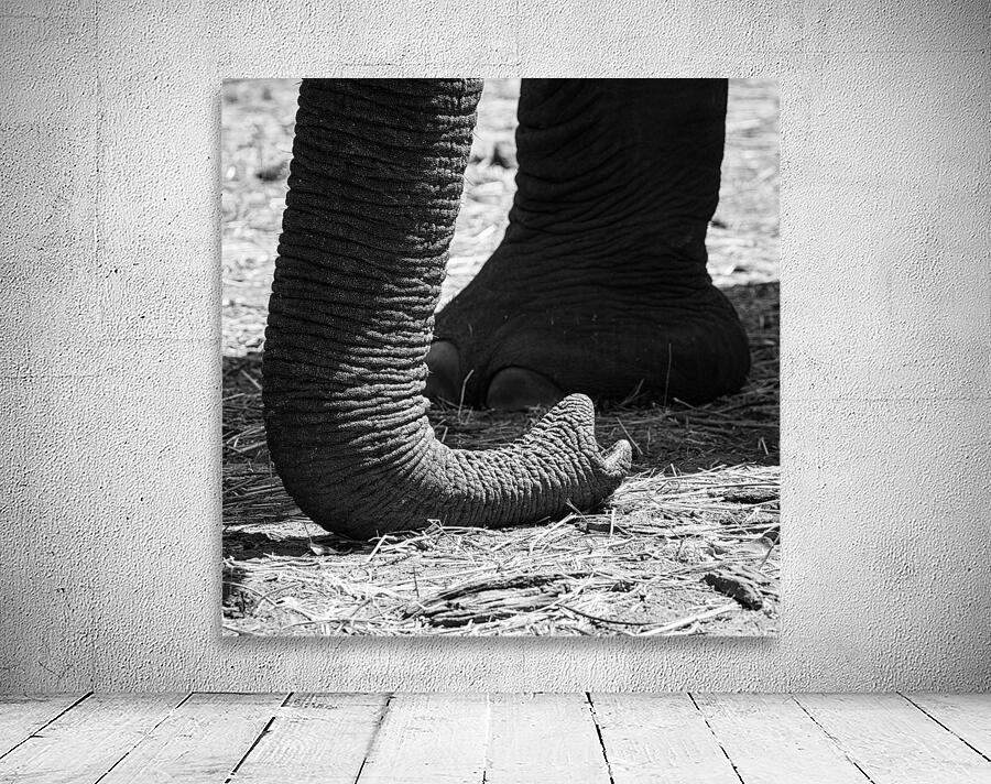 elephant 04 Wall Preview