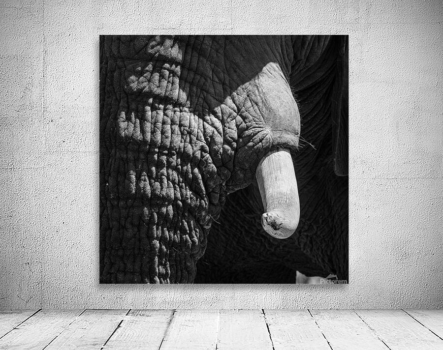 elephant 05 Wall Preview