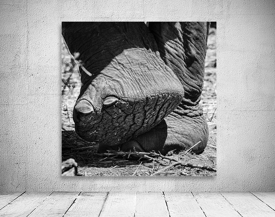 elephant 06 Wall Preview