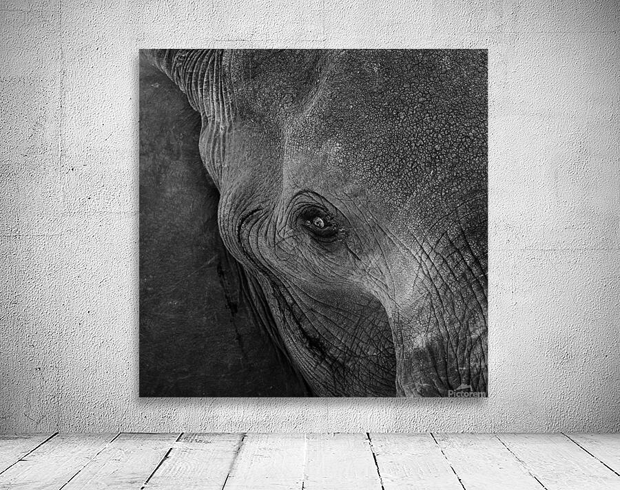 elephant 07 Wall Preview