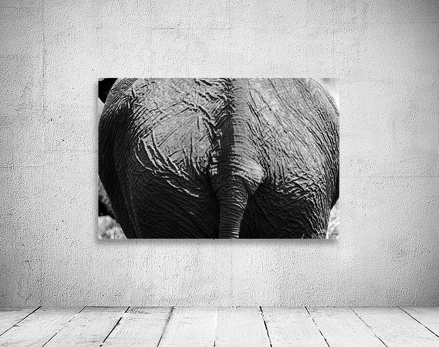 elephant 08 Wall Preview