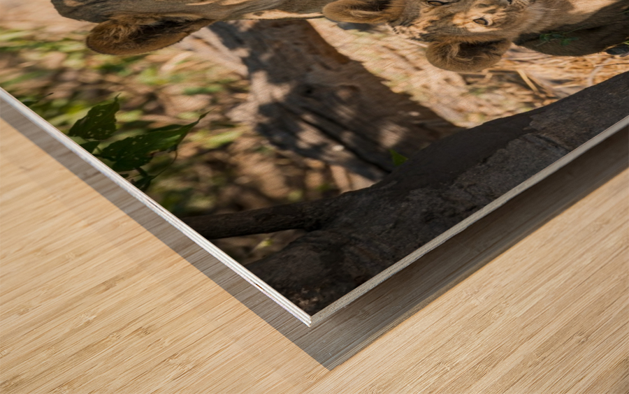 Lion cub 03 Wood print